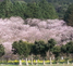 お花見｜桜の写真｜福岡市大名｜茶寮さくらさくら
